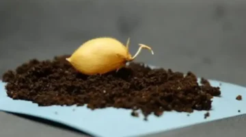 علماء ينجحون في إنبات محاصيل زراعية باستخدام عينات من تربة قمرية